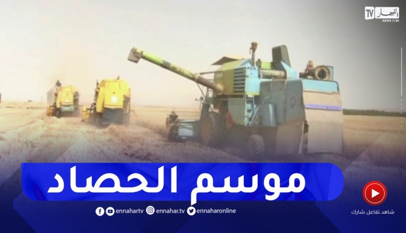 بسكرة: انطلاق موسم الحصاد وتوقعات بإنتاج يفوق 800 ألف قنطار