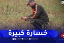 ميلة : أكثر من 400 هكتار من الحمص تواجه مصيرا مجهولا بسبب غياب المياه
