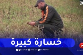 ميلة : أكثر من 400 هكتار من الحمص تواجه مصيرا مجهولا بسبب غياب المياه