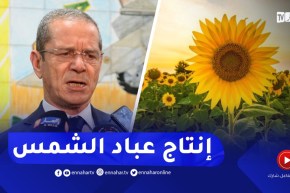 وزير الفلاحة: انطلقنا في انتاج “عباد الشمس” ومساره التقني أسهل من السلجم الزيتي