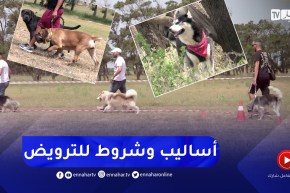 ترويض الكلاب في الجزائر.. هكذا يجب التعامل مع مختلف الفصائل خاصة الشرسة منها