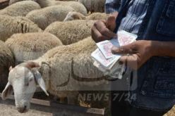 فتح نقطة بيع الكباش بأسعار معقولة بهذه الولاية