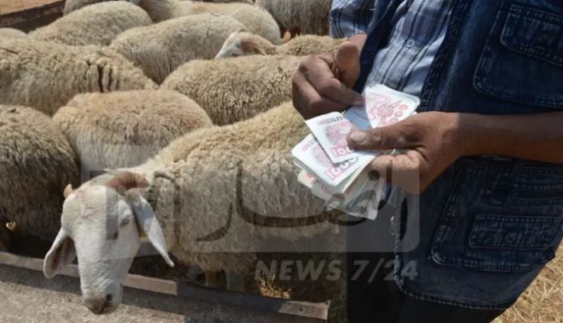 فتح نقطة بيع الكباش بأسعار معقولة بهذه الولاية