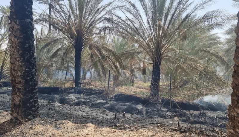 توقيف شخصين متلبسين بحرق غابات النخيل في ورقلة