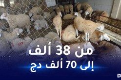 الجزائرية للحوم الحمراء.. هذه أسعار الأضاحي حسب الوزن واللون