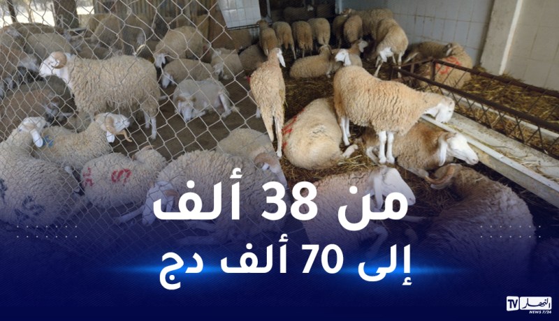 الجزائرية للحوم الحمراء.. هذه أسعار الأضاحي حسب الوزن واللون