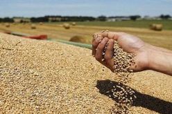 إجبار مطاحن القمح على إرجاع 60 بالمائة من النخالة