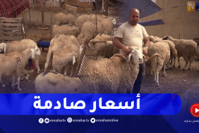 مجتمع: بين 5 ملايين و11 مليون.. إرتفاع جنوني في أسعار الكباش