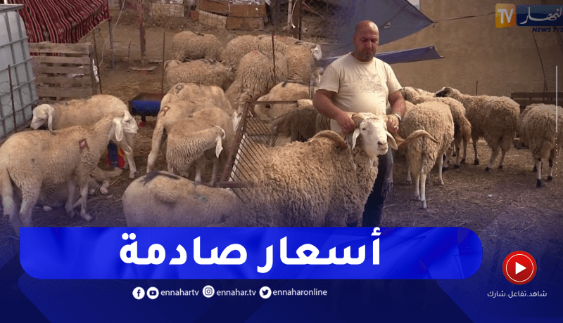 مجتمع: بين 5 ملايين و11 مليون.. إرتفاع جنوني في أسعار الكباش