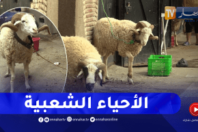 شراء الأضحية أسبوعين قبل العيد.. ميزة تطبع الاحياء الشعبية