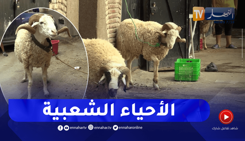 شراء الأضحية أسبوعين قبل العيد.. ميزة تطبع الاحياء الشعبية