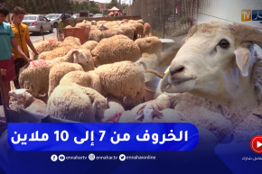 زيادات كبيرة في أسعار الاضاحي وهذه هي مبررات الموالين