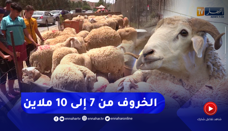 زيادات كبيرة في أسعار الاضاحي وهذه هي مبررات الموالين