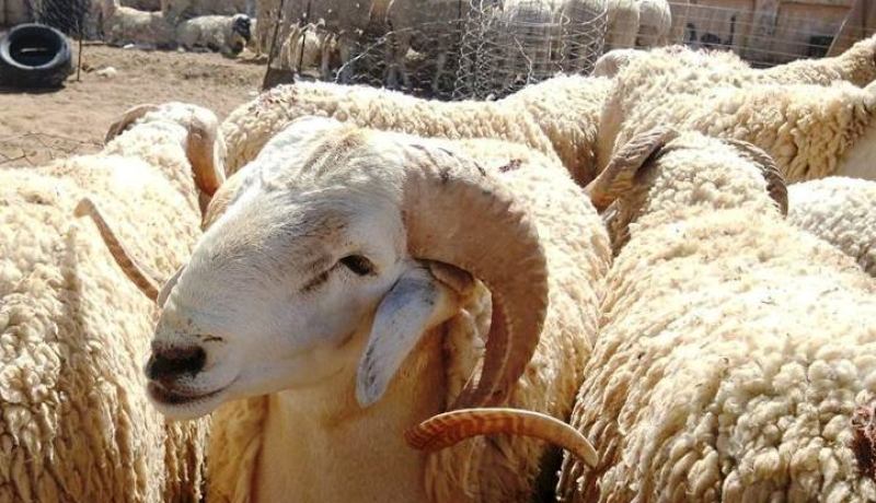 “أسواق رحمة للمواشي” لمحاربة ارتفاع أسعار الأضاحي