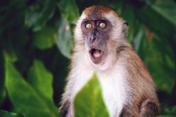 المغرب يسجل أول إصابة بجدري القرود