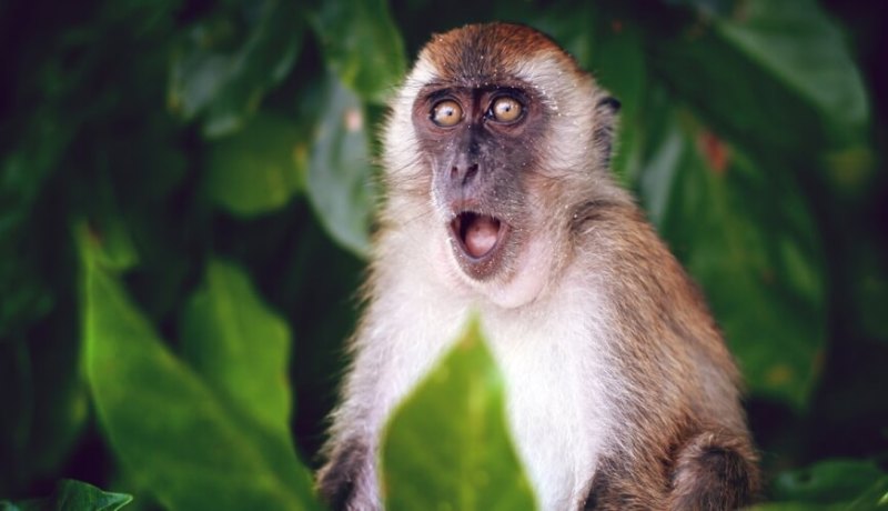 المغرب يسجل أول إصابة بجدري القرود