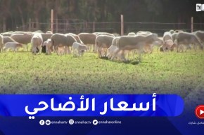 أسعار الأضاحي هذا العام إبتداء من 40 ألف دينار