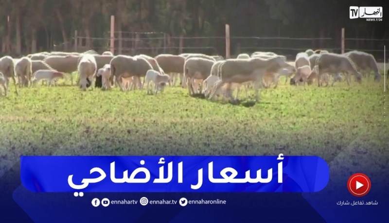 أسعار الأضاحي هذا العام إبتداء من 40 ألف دينار