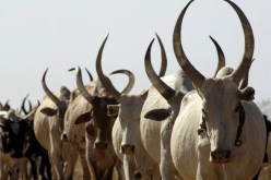 اعتقال بقرة في السودان