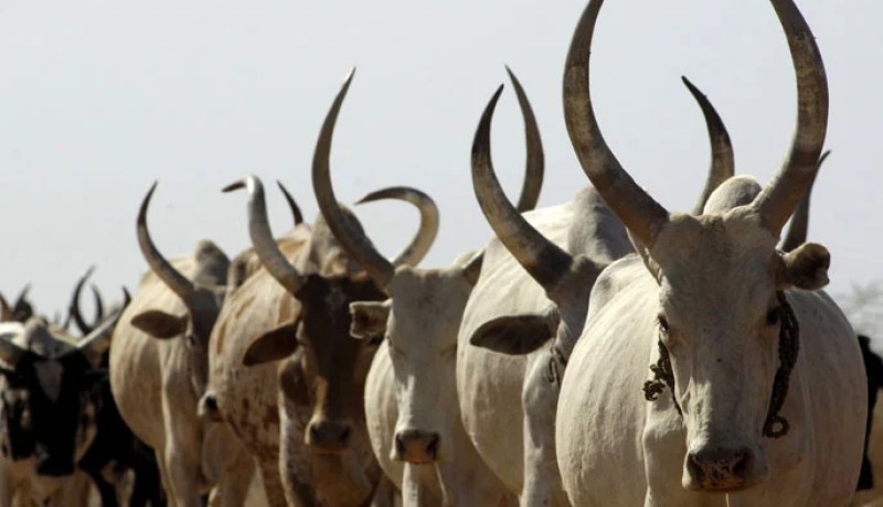 اعتقال بقرة في السودان