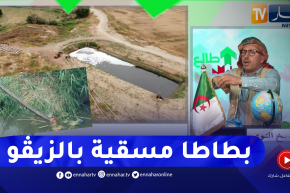 فضيحة مدوية في حصة طالع هابط ..مئات الهكتارات من البطاطا تُسقى بالزيڨو في عين الدفلى