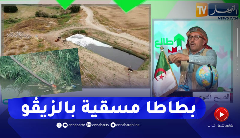 فضيحة مدوية في حصة طالع هابط ..مئات الهكتارات من البطاطا تُسقى بالزيڨو في عين الدفلى