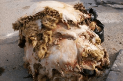 وزارة الصناعة تُطلق حملة جمع جلود أضاحي العيد