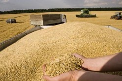 بوتين: مستعدون لتزويد العالم بـ50 مليون طن من الحبوب