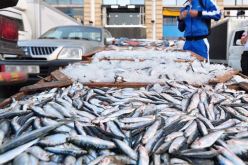 لهذا السبب تم رفع سعر الأسماك والجزائر مقبلة على تربية “الدوراد”