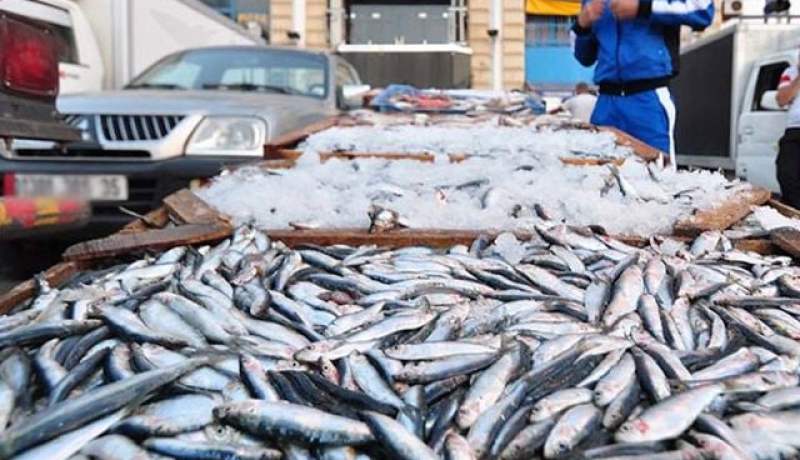 الصيد البحري.. توقيع اتفاقيات للبيع المباشر “من المنتج إلى المستهلك” خلال رمضان