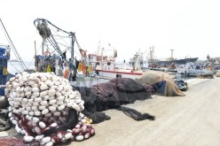 الصيد البحري..20 بالمائة من أسطول الصيد بموانئ الوطن غير مستغل