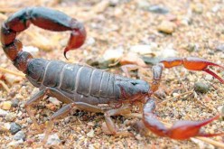 تسجيل 40 ألف حالة تسمم عقربي و22 وفاة السنة الفارطة