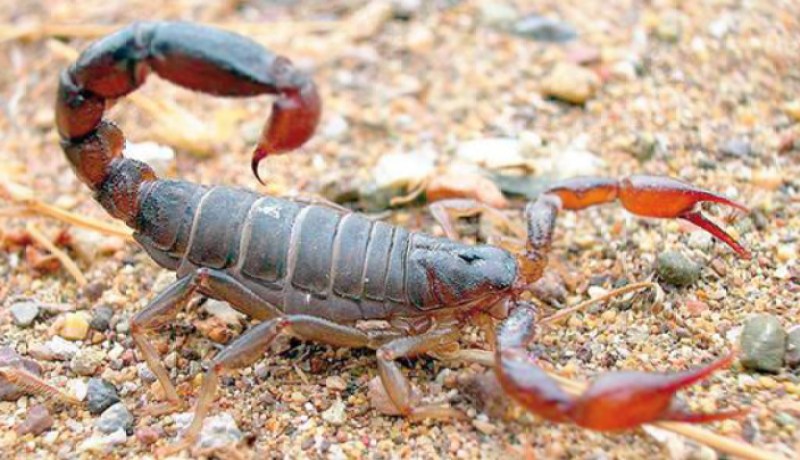 تسجيل 40 ألف حالة تسمم عقربي و22 وفاة السنة الفارطة