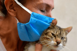 أول حالة.. انتقال عدوى كورونا من قطة إلى إنسان