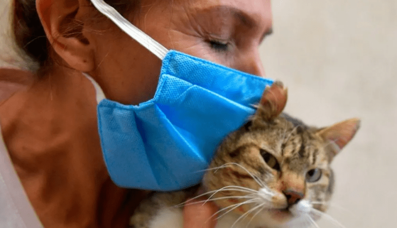 أول حالة.. انتقال عدوى كورونا من قطة إلى إنسان