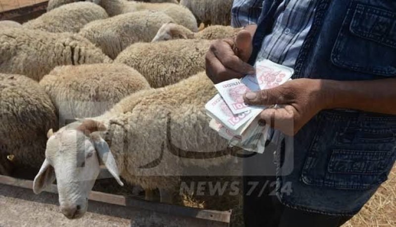 ارتفاع أسعار الأضاحي.. وزير التجارة يوضح