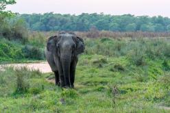 الهند: فيل يقتل امرأة ثم يعود لجنازتها ويدهس جثتها