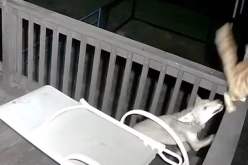 بالفيديو.. مواجهة بين ذئب وقطة تحصد ملايين المشاهدات