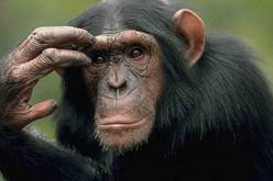 مصر: تسجيل أول إصابة بجدري القردة