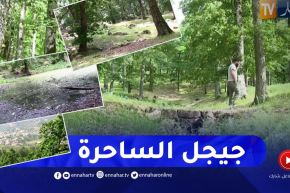جيجل: غابة بوعفرون أو مملكة طائر الجوز الجزائري .. لوحة فنية طبيعية ساحرة