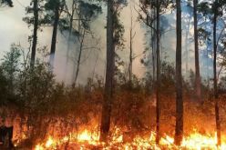 7 سنوات سجنا تهدد مسبوق أحرق غابة “العناب” لبيع “الفحم” بعين الدفلى