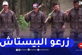 أم البواقي : في تجربة الأولى من نوعها نجاح زراعة الفستق الأطلسي بسوق نعمان