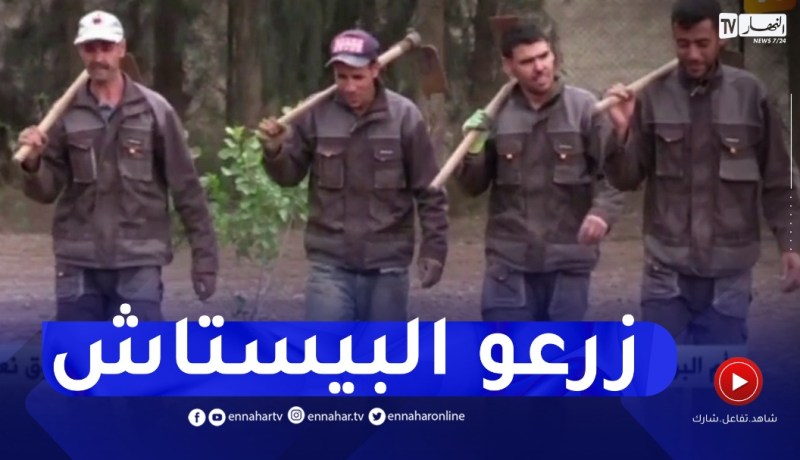 أم البواقي : في تجربة الأولى من نوعها نجاح زراعة الفستق الأطلسي بسوق نعمان