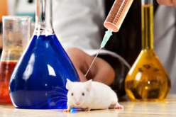 مصر: حبس معيد بيطري قتل 60 فأر تجارب انتقامًا من زميلته