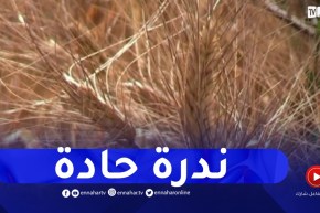 في ظل الندرة والغلاء عالميا..متى تتجه الجزائر لإنتاج الأعلاف وتغذية الانعام