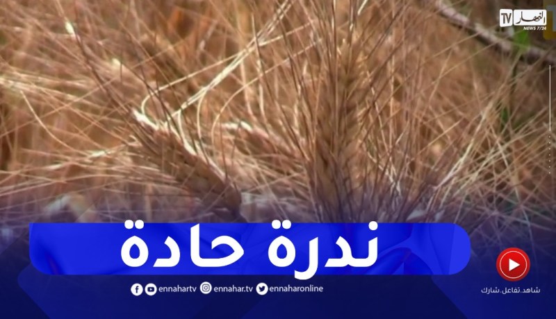 في ظل الندرة والغلاء عالميا..متى تتجه الجزائر لإنتاج الأعلاف وتغذية الانعام
