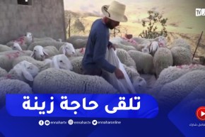 الموّال..مقصد المواطن الأول لشراء أضحية بسعر معقول
