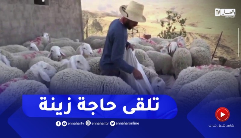 الموّال..مقصد المواطن الأول لشراء أضحية بسعر معقول