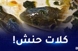 منظر مفزع.. العثور على رأس أفعى داخل وجبة في رحلة طيران