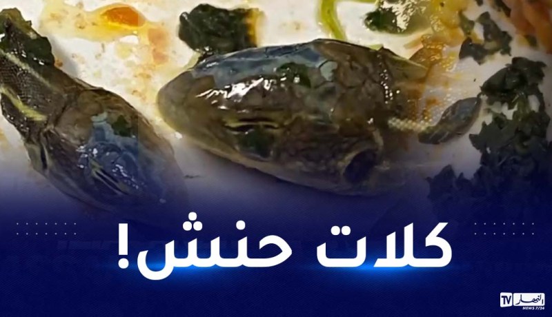 منظر مفزع.. العثور على رأس أفعى داخل وجبة في رحلة طيران